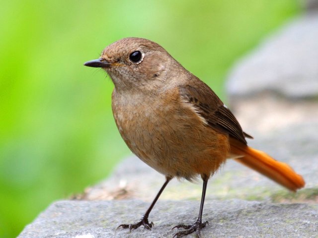 Обои зелень, макро, камень, птица, поверхность, горихвостка, greens, macro, stone, bird, surface, redstart разрешение 1920x1200 Загрузить