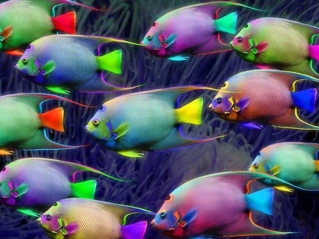 Обои неон, разноцветные, рыбки, рыбы, освещение, подводный мир, neon, colorful, fish, lighting, underwater world разрешение 1920x1080 Загрузить