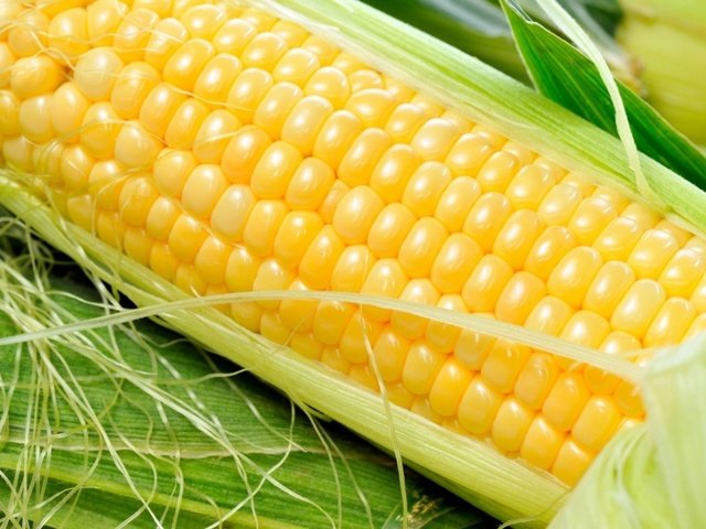 Обои кукуруза, овощи, зерно, злаки, початок, corn, vegetables, grain, cereals, the cob разрешение 1920x1200 Загрузить