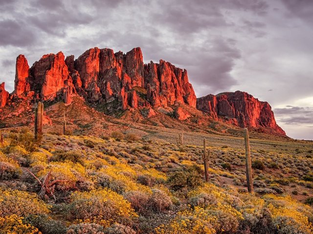 Обои цветы, горы, скалы, пустыня, аризона, кактусы, flowers, mountains, rocks, desert, az, cacti разрешение 1920x1200 Загрузить