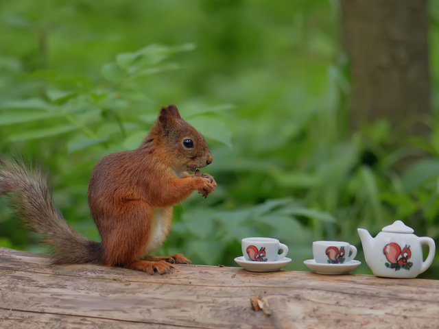 Обои дерево, лес, ствол, белка, чаепитие, чашки, прикол, белочка, tree, forest, trunk, protein, the tea party, cup, the trick, squirrel разрешение 1920x1200 Загрузить