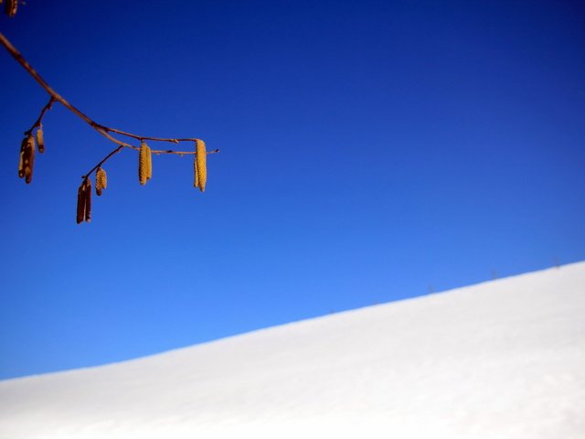 Обои небо, ветка, снег, природа, зима, сережки, the sky, branch, snow, nature, winter, earrings разрешение 2560x1707 Загрузить