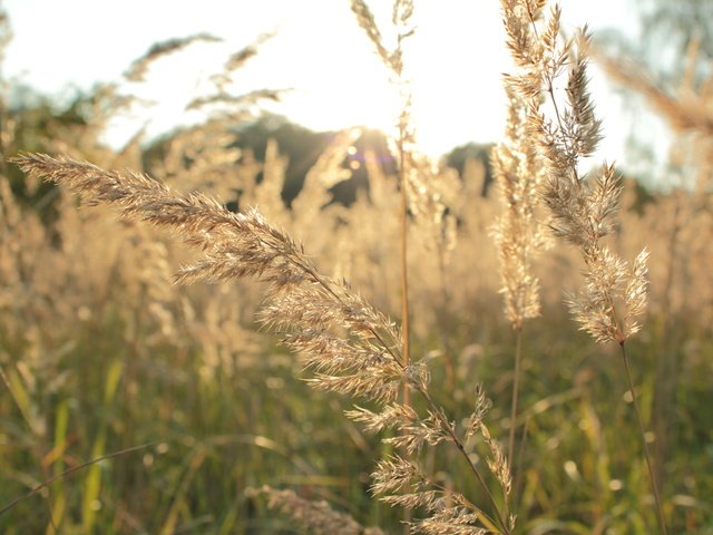 Обои трава, природа, растения, макро, поле, осень, колоски, колоски природа, grass, nature, plants, macro, field, autumn, spikelets, ears nature разрешение 5184x3456 Загрузить