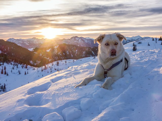 Обои горы, снег, природа, зима, австрия, собака, пес, альпы, mountains, snow, nature, winter, austria, dog, alps разрешение 3200x1800 Загрузить