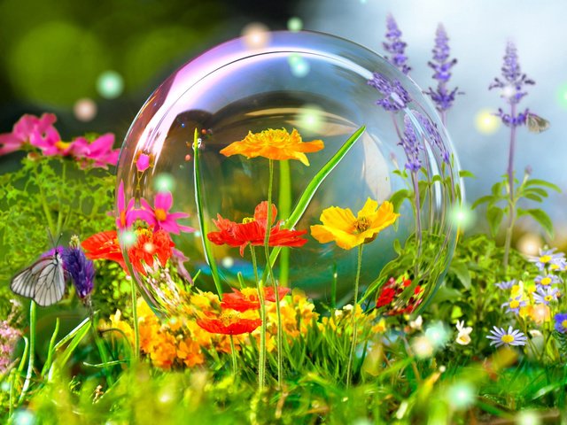 Обои цветы, лето, бабочка, фотошоп, красиво, пузырь, шмель, 3д, flowers, summer, butterfly, photoshop, beautiful, bubble, bumblebee, 3d разрешение 2560x1600 Загрузить