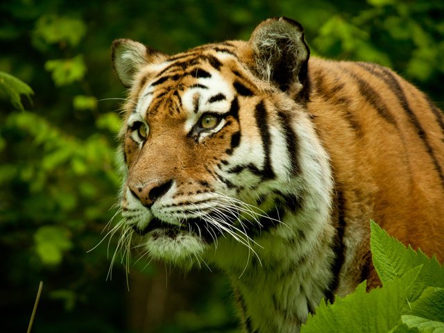 Обои тигр, морда, взгляд, хищник, большая кошка, tiger, face, look, predator, big cat разрешение 3840x2400 Загрузить