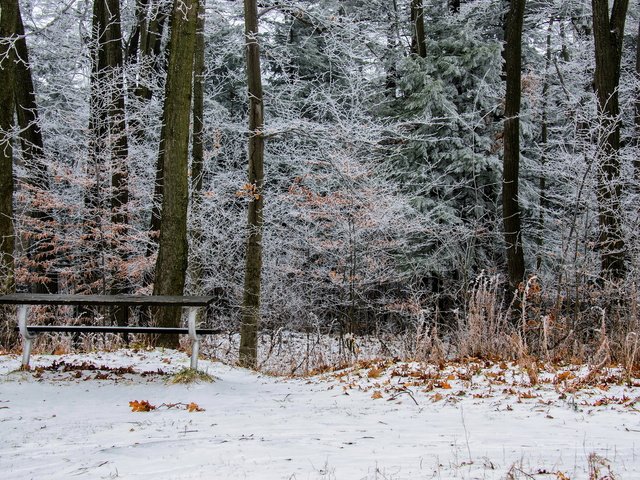 Обои деревья, снег, природа, листья, зима, парк, скамейка, онтарио, trees, snow, nature, leaves, winter, park, bench, ontario разрешение 1920x1200 Загрузить