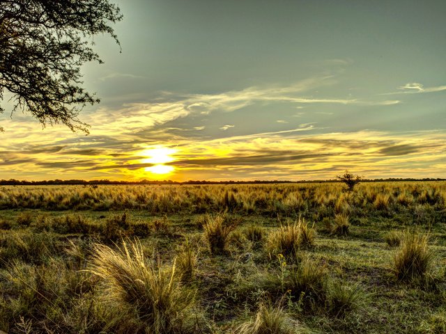 Обои небо, трава, поле, горизонт, рассвет, аргентина, the sky, grass, field, horizon, dawn, argentina разрешение 3008x2000 Загрузить