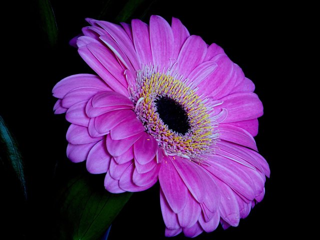 Обои макро, цветок, лепестки, черный фон, гербера, macro, flower, petals, black background, gerbera разрешение 2048x1365 Загрузить