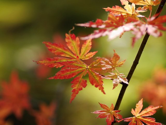 Обои природа, листья, осень, nature, leaves, autumn разрешение 1920x1200 Загрузить