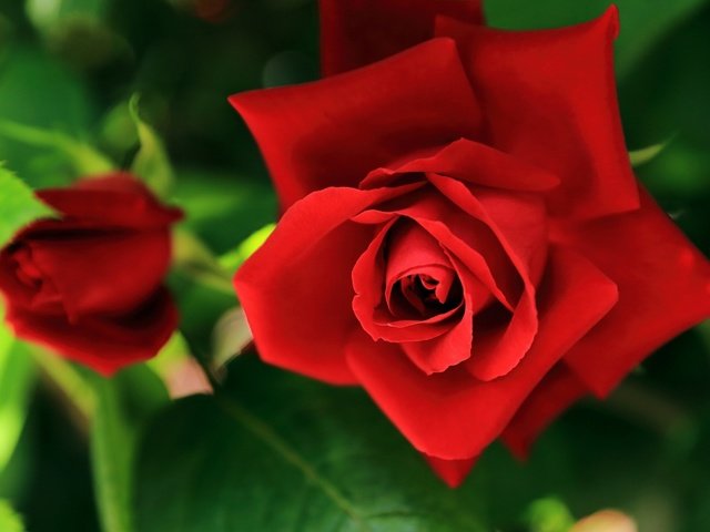 Обои цветы, розы, красные, flowers, roses, red разрешение 2560x1600 Загрузить