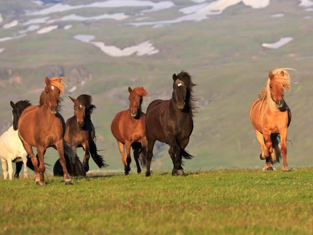 Обои лошади, кони, исландия, horse, horses, iceland разрешение 2880x1801 Загрузить