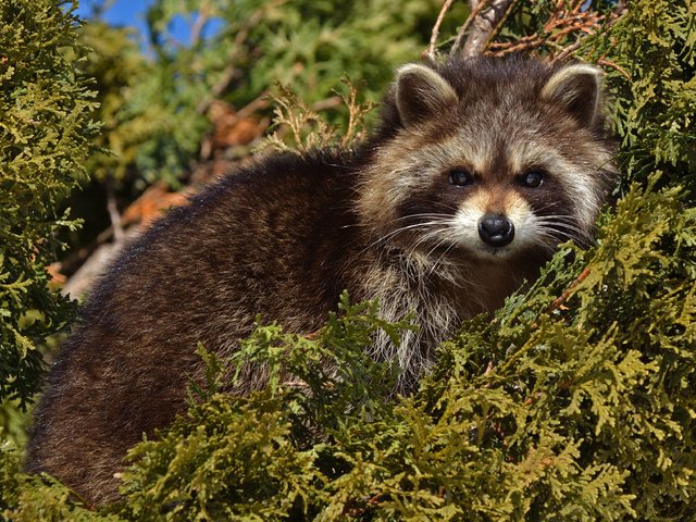 Обои растения, мордочка, ветки, взгляд, животное, енот, plants, muzzle, branches, look, animal, raccoon разрешение 3670x2286 Загрузить