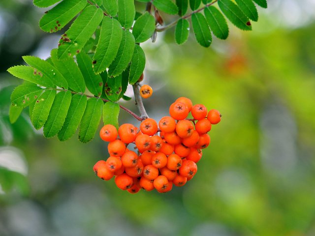 Обои ветка, природа, листья, макро, ягоды, рябина, branch, nature, leaves, macro, berries, rowan разрешение 3216x2136 Загрузить