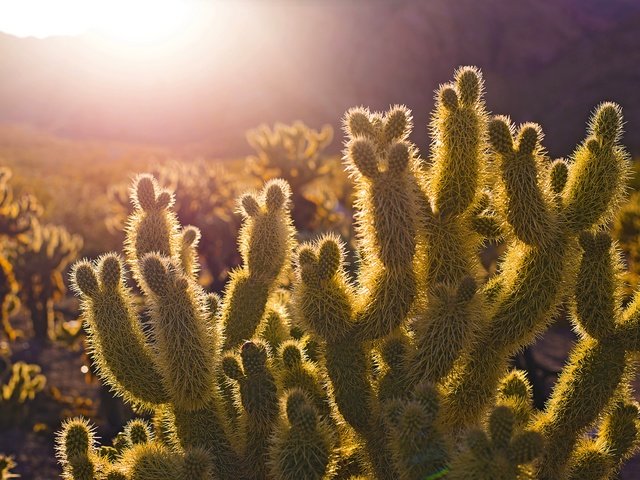 Обои свет, природа, растения, пустыня, кактус, иголки, солнечный, light, nature, plants, desert, cactus, needles, solar разрешение 6016x4016 Загрузить