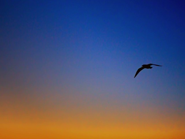 Обои небо, вечер, полет, крылья, чайка, птица, the sky, the evening, flight, wings, seagull, bird разрешение 4272x2621 Загрузить