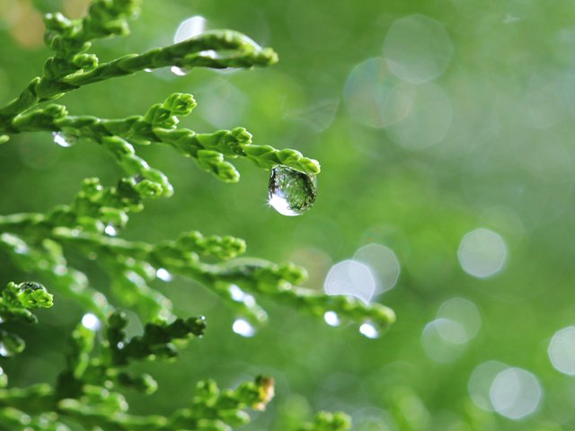 Обои природа, хвоя, капли, капля, растение, боке, веточки, туя, nature, needles, drops, drop, plant, bokeh, twigs разрешение 4000x2667 Загрузить