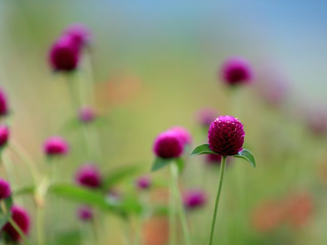 Обои цветы, поле, globosa, flowers, field, english разрешение 2048x1365 Загрузить