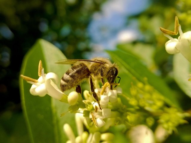 Обои насекомое, пчела, мед, пыльца, insect, bee, honey, pollen разрешение 2560x1441 Загрузить