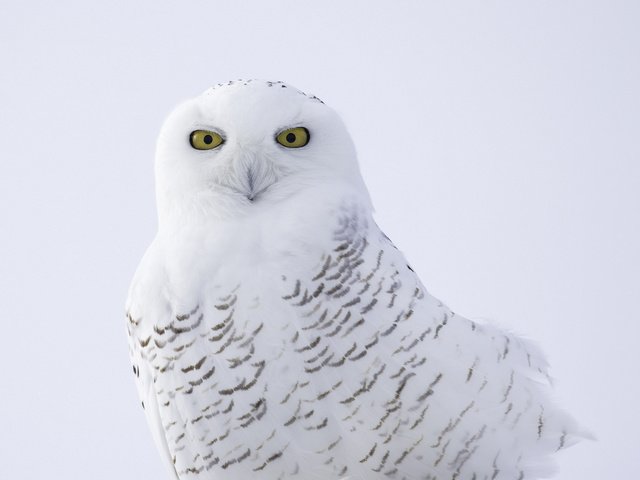 Обои сова, птица, клюв, перья, полярная, белая сова, owl, bird, beak, feathers, polar, white owl разрешение 2048x1365 Загрузить