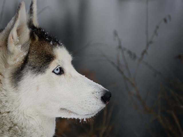 Обои мордочка, взгляд, собака, профиль, хаски, друг, голубые глаза, сибирский хаски, muzzle, look, dog, profile, husky, each, blue eyes, siberian husky разрешение 5995x3776 Загрузить