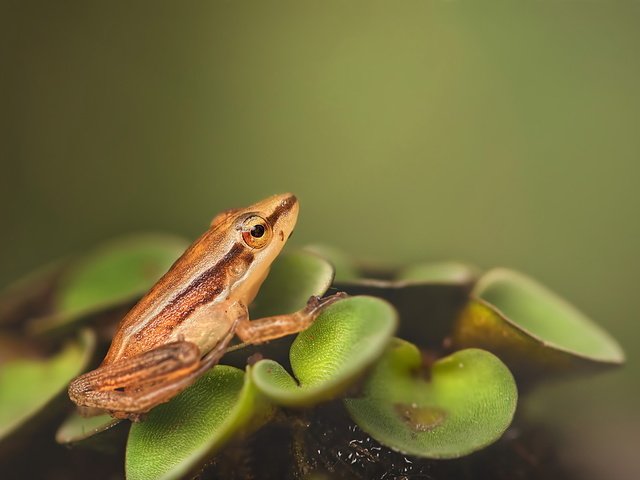 Обои природа, макро, лягушка, растение, зеленые листья, лягуха, на природе, nature, macro, frog, plant, green leaves разрешение 1920x1280 Загрузить