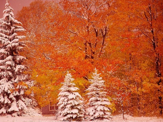 Обои деревья, снег, осень, ели, мичиган, мунизинг, trees, snow, autumn, ate, michigan, munising разрешение 2880x1812 Загрузить