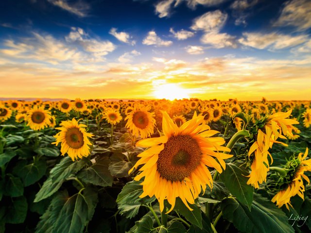 Обои закат, поле, подсолнухи, sunset, field, sunflowers разрешение 2048x1152 Загрузить