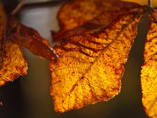 Обои природа, листья, осень, крупным планом, осенние листья, nature, leaves, autumn, closeup, autumn leaves разрешение 2880x1775 Загрузить