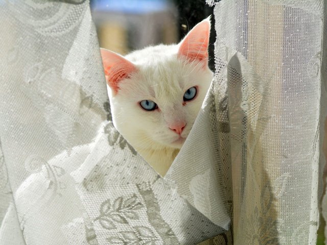 Обои глаза, кот, взгляд, киска, занавески, котэ, eyes, cat, look, pussy, curtains, kote разрешение 2048x1365 Загрузить