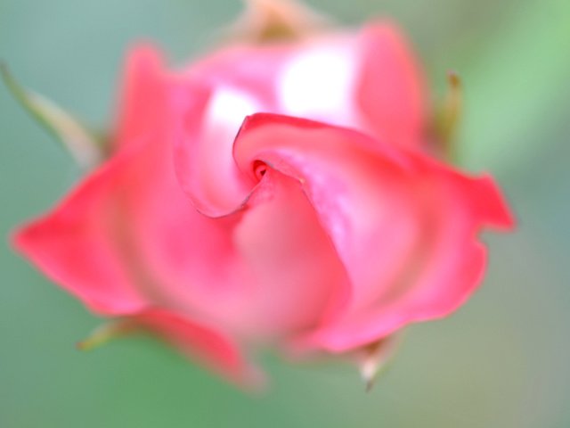 Обои макро, роза, лепестки, бутон, macro, rose, petals, bud разрешение 2048x1365 Загрузить