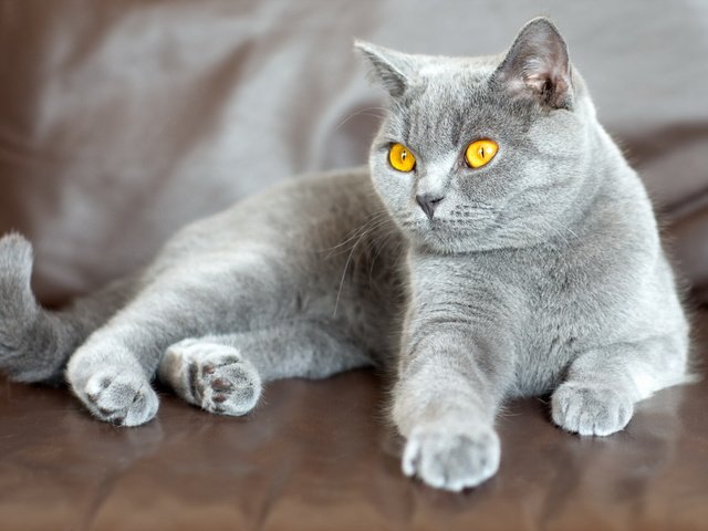 Обои фон, кошка, взгляд, background, cat, look разрешение 2560x1600 Загрузить