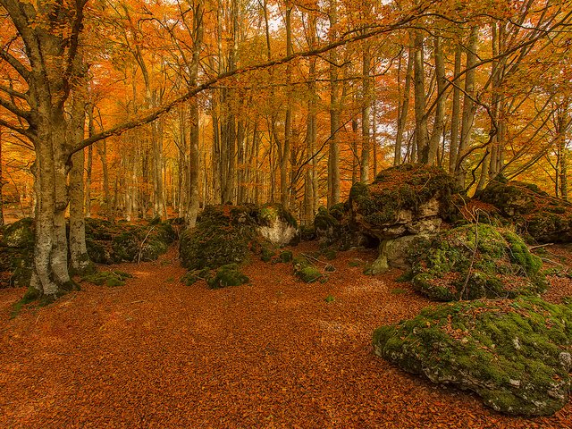 Обои деревья, камни, лес, осень, мох, испания, urabain, страна басков, trees, stones, forest, autumn, moss, spain, basque country разрешение 1920x1280 Загрузить