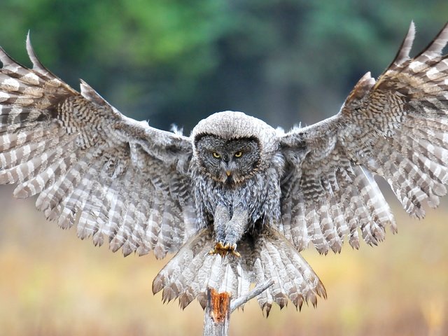 Обои сова, крылья, птица, перья, неясыть, owl, wings, bird, feathers разрешение 4168x2292 Загрузить