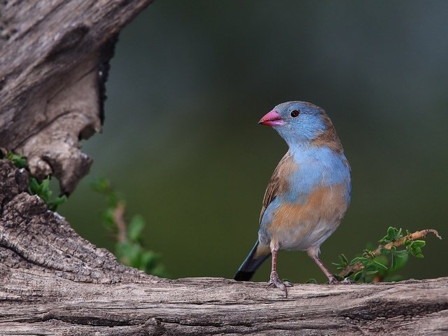 Обои птица, клюв, перья, коряга, ангольский астрильд, астрильд, bird, beak, feathers, snag, angolan astrild, astrild разрешение 2048x1256 Загрузить