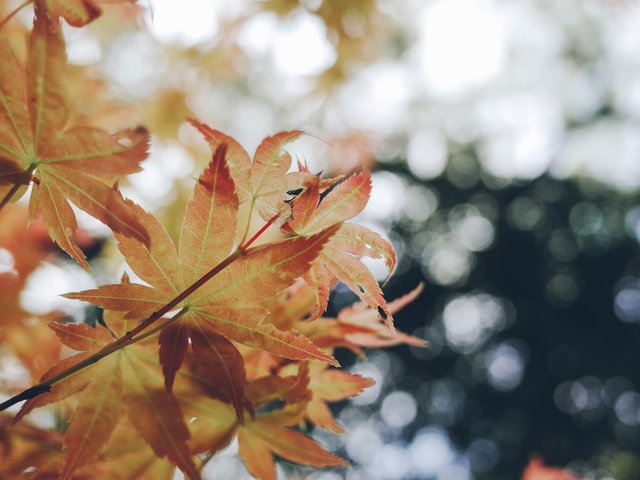 Обои природа, листья, осень, nature, leaves, autumn разрешение 2048x1356 Загрузить