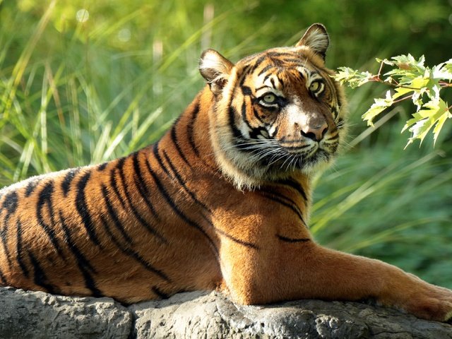 Обои тигр, ветка, хищник, дикая кошка, суматранский тигр, tiger, branch, predator, wild cat, sumatran tiger разрешение 4400x2625 Загрузить