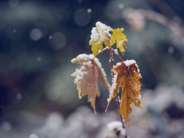 Обои ветка, снег, цвета, листья, зима, макро, холод, branch, snow, color, leaves, winter, macro, cold разрешение 2048x1365 Загрузить