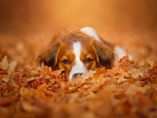 Обои морда, природа, листья, взгляд, осень, собака, коикерхондье, face, nature, leaves, look, autumn, dog, kooikerhondje разрешение 2048x1365 Загрузить