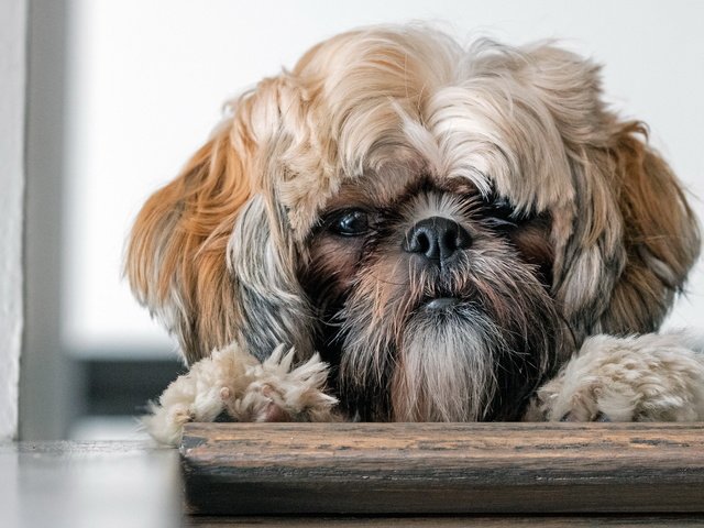 Обои мордочка, взгляд, собака, друг, лапки, ши-тцу, muzzle, look, dog, each, legs, shih tzu разрешение 2560x1500 Загрузить