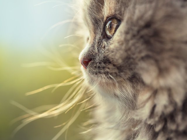 Обои глаза, макро, фон, кот, мордочка, усы, кошка, взгляд, eyes, macro, background, cat, muzzle, mustache, look разрешение 5760x3840 Загрузить