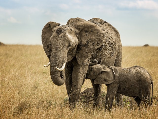 Обои ребенок, слоны, грудное вскармливание, child, elephants, breastfeeding разрешение 2000x1333 Загрузить