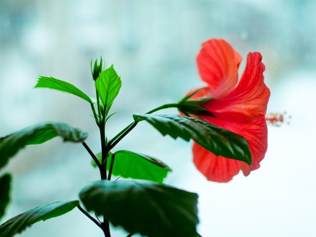 Обои цветы, цветок, красный, окно, цветёт, гибискус, flowers, flower, red, window, blooms, hibiscus разрешение 4288x2848 Загрузить