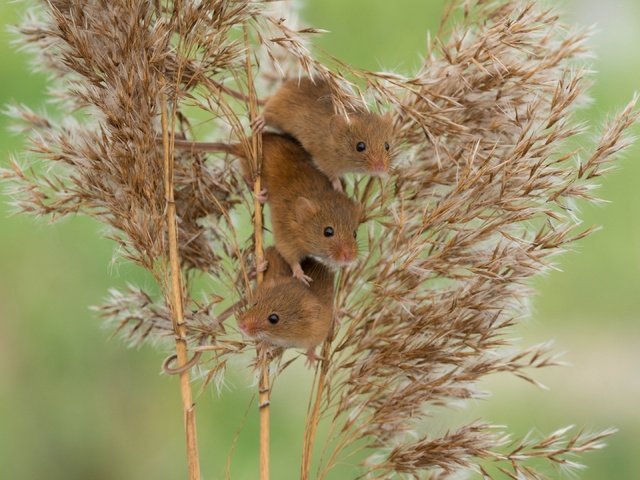 Обои мыши, камыш, трио, harvest mouse, мышь-малютка, троица, mouse, reed, trio, the mouse is tiny, trinity разрешение 2880x2161 Загрузить