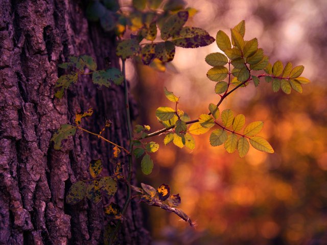 Обои свет, дерево, осень, light, tree, autumn разрешение 2048x1366 Загрузить