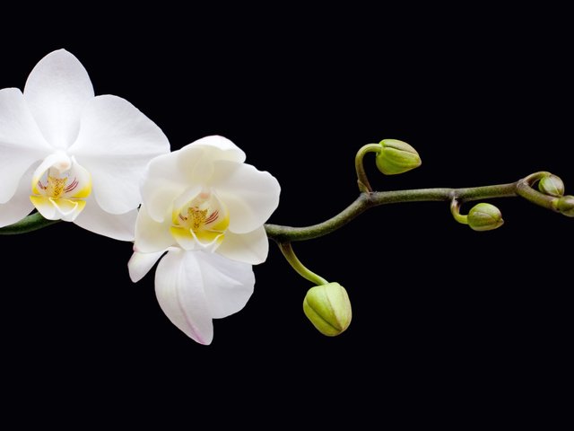 Обои цветы, ветка, бутоны, черный фон, орхидея, flowers, branch, buds, black background, orchid разрешение 6562x3842 Загрузить