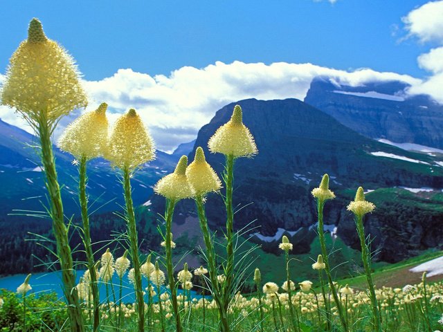 Обои небо, цветы, облака, озеро, горы, the sky, flowers, clouds, lake, mountains разрешение 1920x1200 Загрузить