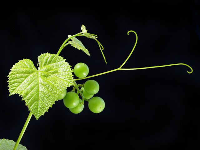 Обои листья, зелёный, виноград, черный фон, ягоды, фрукт, leaves, green, grapes, black background, berries, fruit разрешение 3682x2786 Загрузить