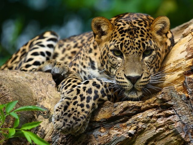 Обои морда, взгляд, ягуар, дикая кошка, ягуа́р, face, look, jaguar, wild cat разрешение 2048x1365 Загрузить