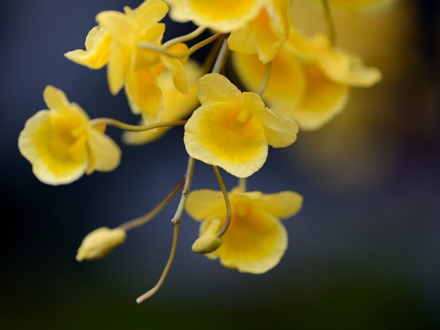 Обои цветы, ветка, фокус камеры, желтые, flowers, branch, the focus of the camera, yellow разрешение 1920x1300 Загрузить